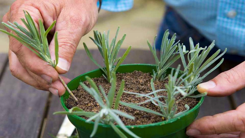 Cách trồng và chăm sóc cây hương thảo