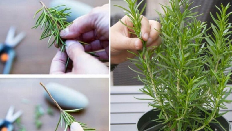 Cách trồng cây hương thảo bằng cành