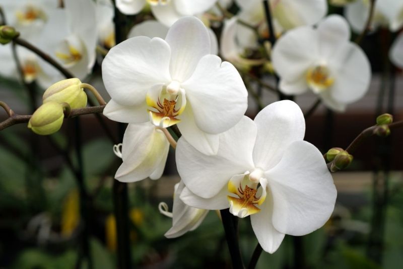 Cây phong lan trắng