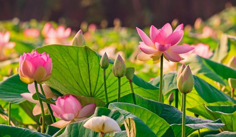 Hoa sen là cái tên không thể thiếu trong danh sách các loài hoa đẹp ở Việt Nam