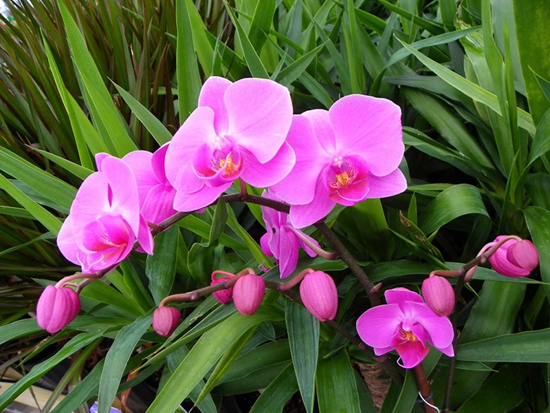 Hoa lan cũng là một trong các loài hoa đẹp ở Việt Nam