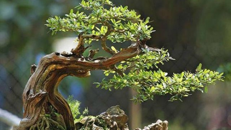 Tìm hiểu cách cứu cây linh sam bị suy
