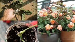 Cách trồng hoa hồng từ cành đơn giản, hiệu quả cao