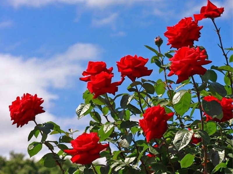 Tìm hiểu cách trồng hoa hồng từ cành đơn giản và hiệu quả