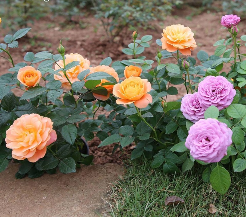 Nên chọn giống hoa hồng có sức sống mạnh mẽ để trồng bằng cành