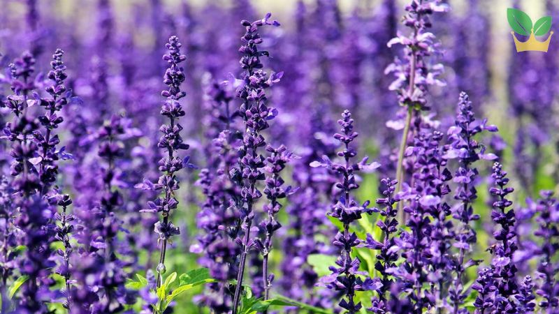 Hoa oải hương Spike Lavender