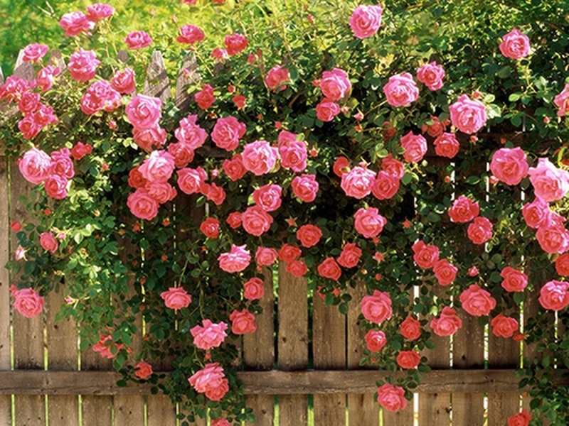 Hoa hồng leo là cây leo giàn ra hoa quanh năm rất phổ biến
