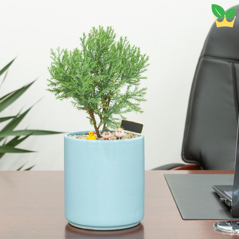 Cây tùng bồng lai hợp mệnh gì? Tuổi nào?