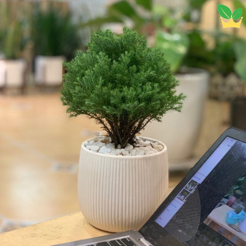 Đặc điểm cây tùng bồng lai