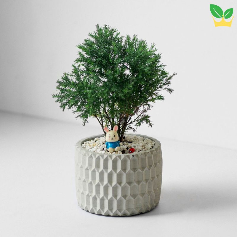 Cách chăm sóc cây tùng bồng lai tại nhà