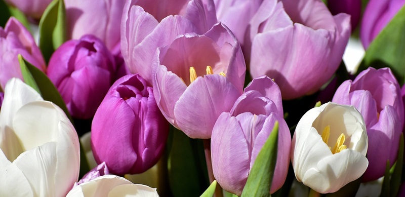 Hoa tulip là một trong những loại hoa không nên trồng trước nhà