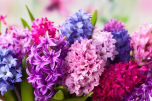 Điểm danh những loại hoa không nên trồng trước nhà