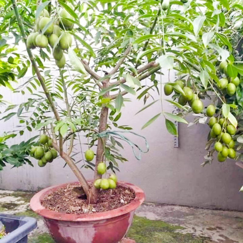Cây cóc là một loại cây ăn quả khá phổ biến ở Việt Nam