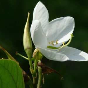 Cây hoa ban trắng - Đặc điểm, ý nghĩa, cách trồng cây
