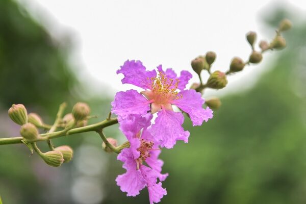 Cây hoa bằng lăng nở vào mùa nào? Ý nghĩa và cách trồng