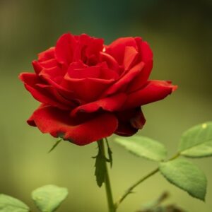 Cây hoa hồng nhung - Đặc điểm, ý nghĩa, công dụng,cách trồng