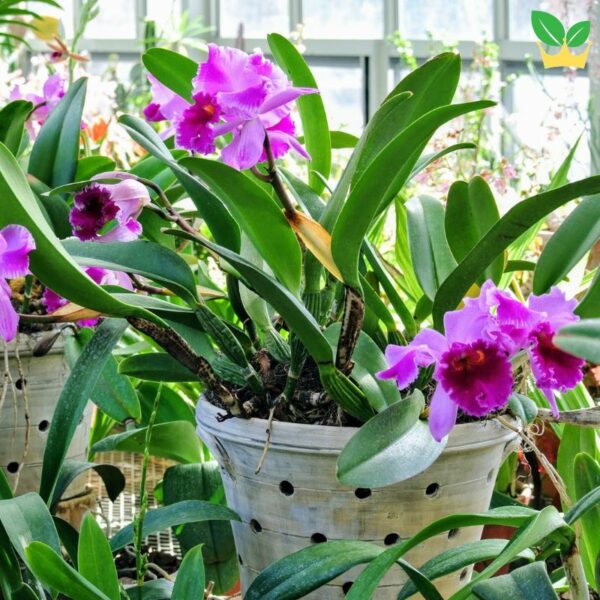 Hoa lan Cattleya