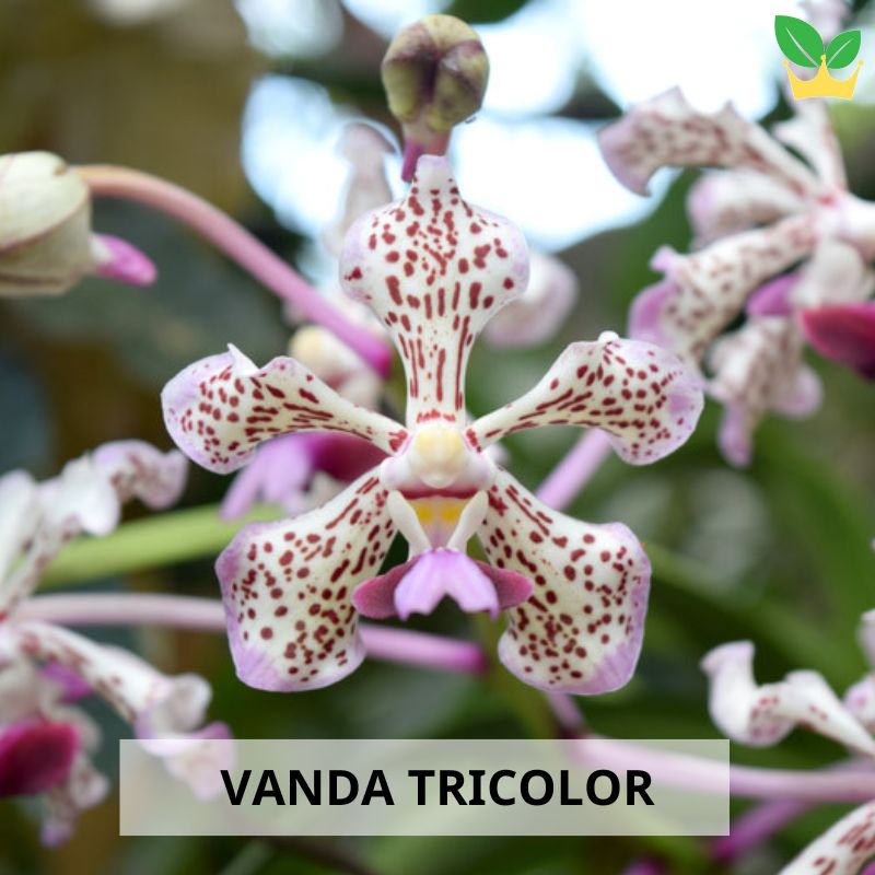 Vanda tricolor