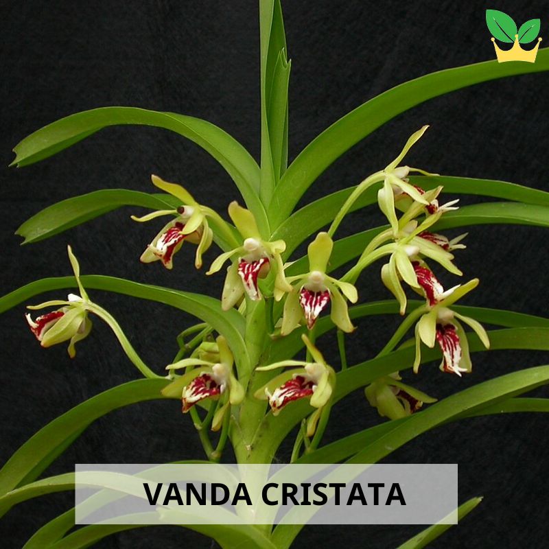 Vanda cristata (Trudelia cristata)