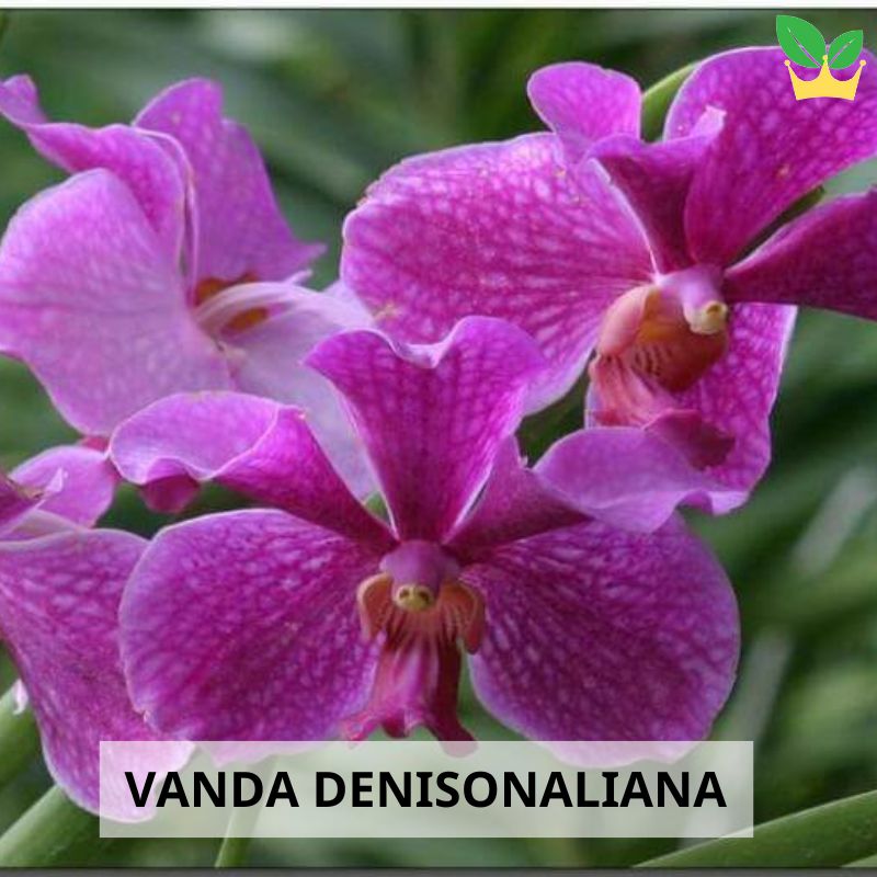 Vanda denisonaliana