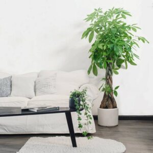 Top các loại cây cảnh lớn trồng trong nhà mang lại may mắn
