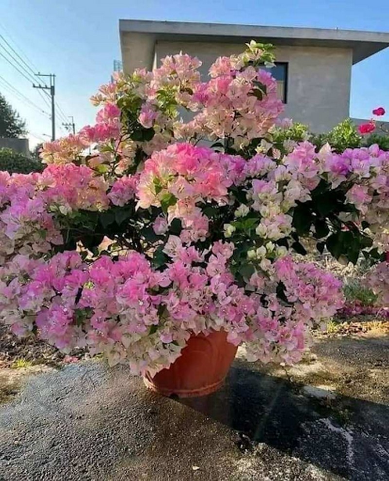 Chậu hoa sakura mang ý nghĩa phong thủy