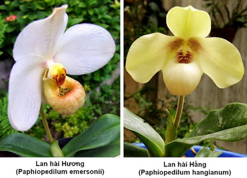 Lan hài hương (trái) và lan hài hằng (phải)