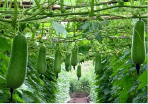 Cách trồng bí đao đơn giản, dễ thực hiện tại nhà