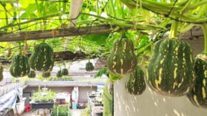Cách trồng bí hồ lô đơn giản, nhanh lớn, sai quả tại nhà