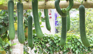 Cách trồng bí xanh trong thùng xốp đơn giản tại nhà