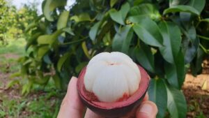 Cách trồng măng cụt đúng kỹ thuật, đạt hiệu quả cao
