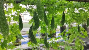Hướng dẫn kỹ thuật trồng khổ qua bằng hạt đơn giản tại nhà