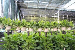 Quy trình làm đất để trồng cây trên ban công chi tiết nhất