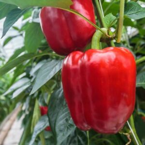 Cây ớt chuông: Đặc điểm, lợi ích và cách trồng