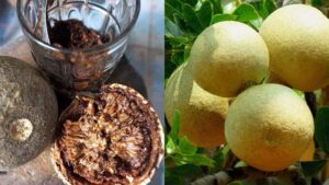 Cây quách: Đặc điểm, tác dụng, cách dùng