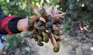 Cây ươi bay: Đặc điểm, tác dụng, cách dùng