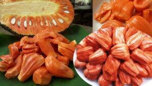 Cách trồng mít ruột đỏ hiệu quả, cho năng suất cao
